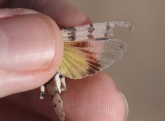 Trimerotropis inconspicua