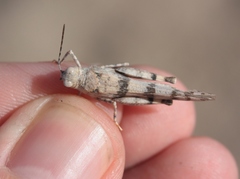 Trimerotropis inconspicua