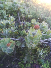 Leucospermum profugum