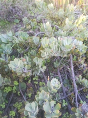 Leucospermum profugum
