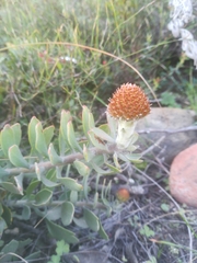 Leucospermum profugum