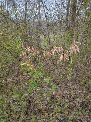 Lindera angustifolia, photograph 5