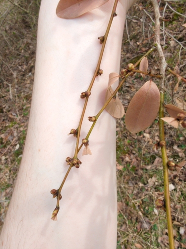 Lindera angustifolia, photograph 4