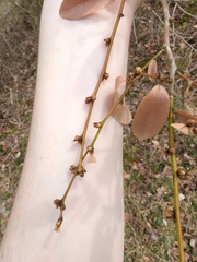 Lindera angustifolia, photograph author not stated, no rights reserved