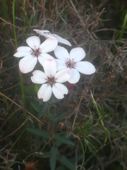 Adenandra marginata marginata