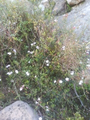Adenandra marginata marginata