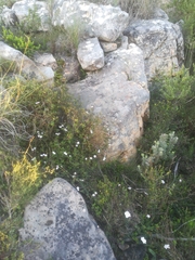 Adenandra marginata marginata