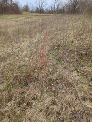 Willow-leaf Spicebush (Lindera angustifolia)