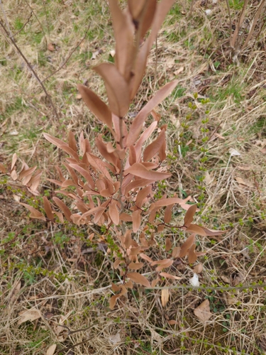 Lindera angustifolia, photograph 2