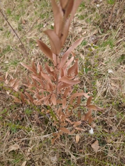Lindera angustifolia, photograph author not stated, no rights reserved