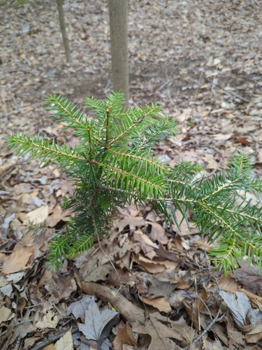 Cilician fir (Abies cilicica)