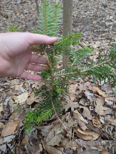 Abies cilicica, photograph 4