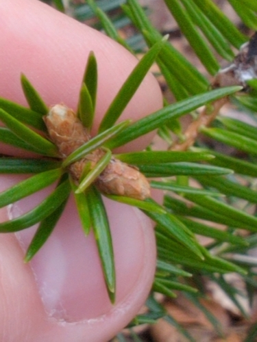 Abies cilicica, photograph 5