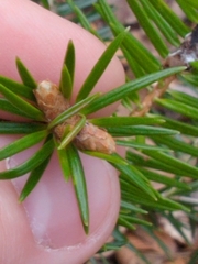 Abies cilicica, photograph author not stated, no rights reserved