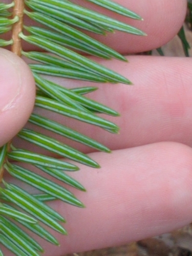 Abies cilicica, photograph 6