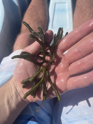Codium decorticatum observed 2025-04-14