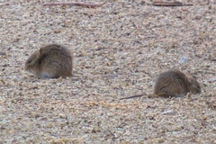 Sigmodon arizonae