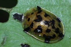 Aspidimorpha deusta