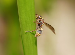 Ropalidia socialistica