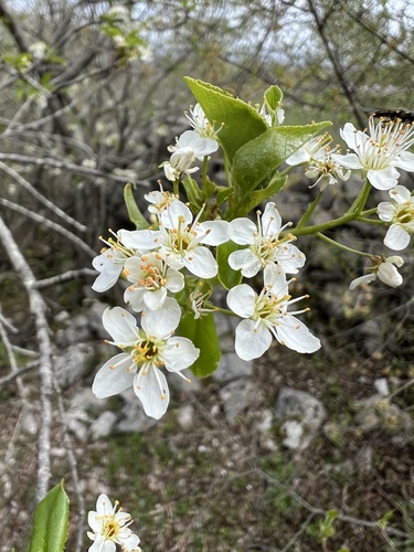 St. Lucie Cherry (Prunus mahaleb)