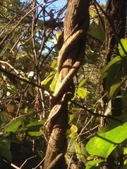 Aristolochia tomentosa