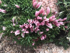 Trifolium nanum