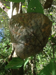 Aristolochia tomentosa