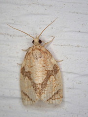 Adoxophyes negundana