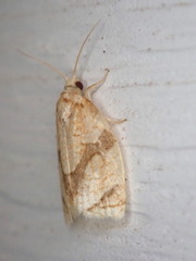 Adoxophyes negundana