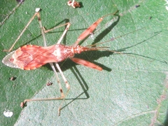 Gorpis brevilineatus