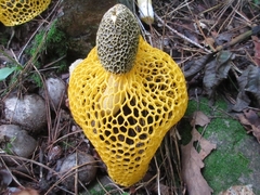 Phallus luteus