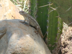 Sceloporus albiventris