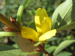 Forsythia koreana