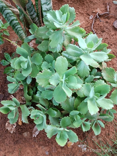 Coirama