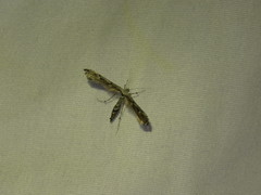 Stenoptilodes antirrhina