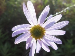 Aster incisus