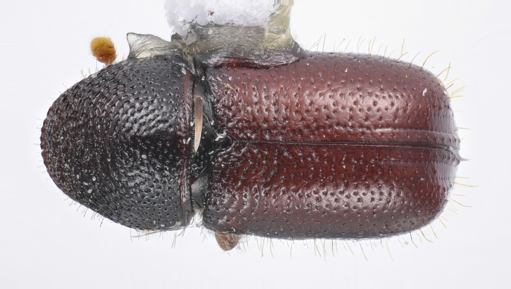 Pityophthorus schwerdtfegeri