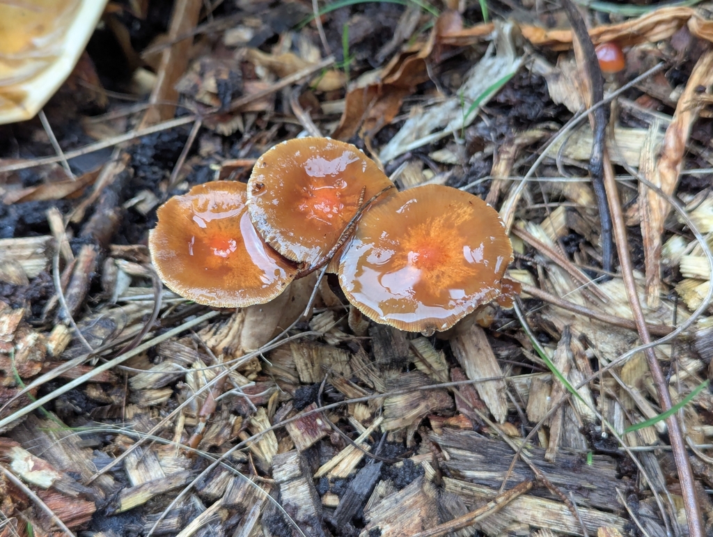 Leratiomyces ceres · April 2025 · photo: © rosiekstein (iNaturalist, cc-by)