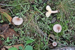 Lactarius trivialis