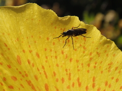 Ozodiceromyia nigrimana
