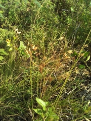 Arnoglossum plantagineum