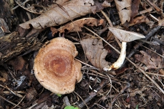 Lactarius trivialis