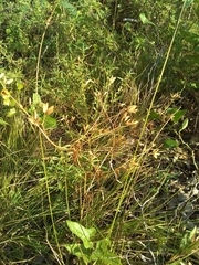 Arnoglossum plantagineum