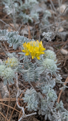 Foto de Anthyllis tejedensis