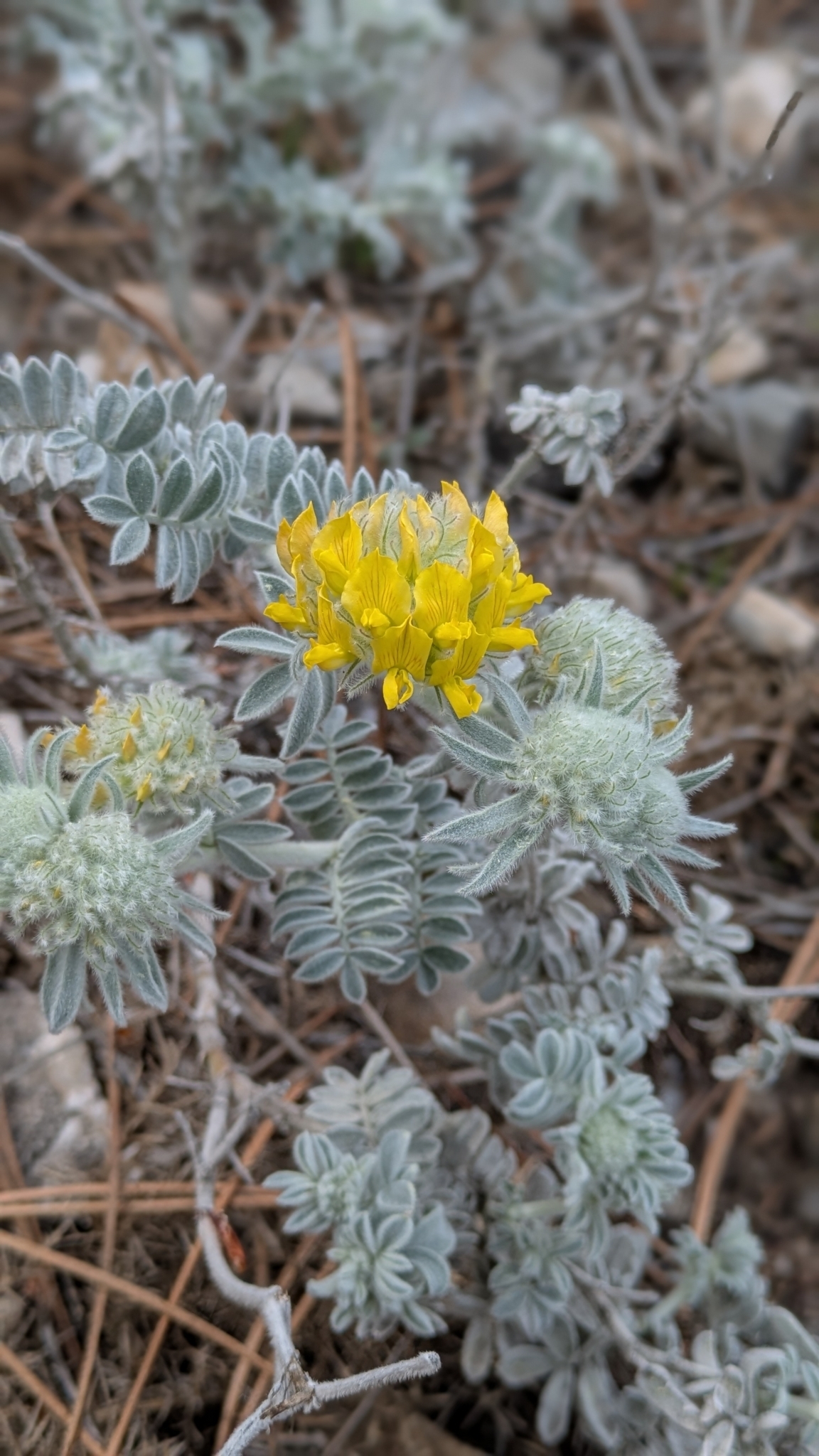 Imagem de Não há um nome popular amplamente reconhecido para "Anthyllis tejedensis" no Brasil