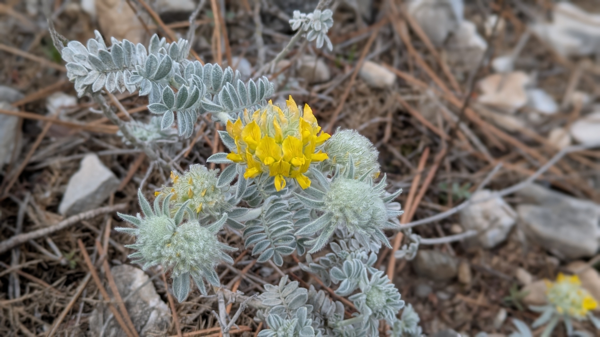 Imagem de Não há um nome popular amplamente reconhecido para "Anthyllis tejedensis" no Brasil