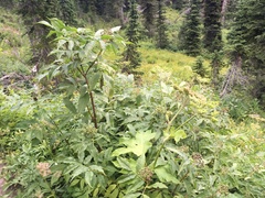 Sambucus racemosa melanocarpa