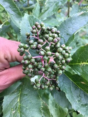 Sambucus racemosa melanocarpa