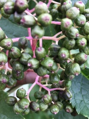 Sambucus racemosa melanocarpa