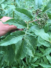 Sambucus racemosa melanocarpa
